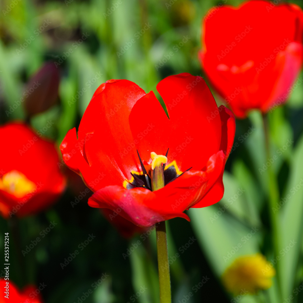 Red tulips bloom in the flowerbed. Flowering of tulips. Red tulips bloom in the flowerbed. Flowering of tulips.