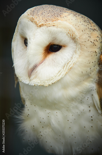 Barn owl closeup of face