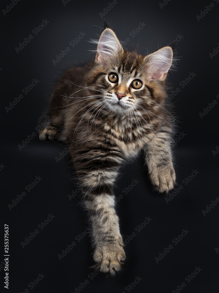 Cute classic black tabby Maine Coon cat kitten, laying down facing front. Looking straight at lens with brown eyes. Isolated on black background. Front paws hanging over edge.