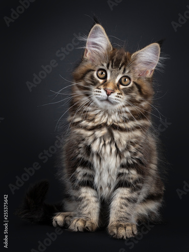 Cute classic black tabby Maine Coon cat kitten, sitting up facing front. Looking straight at lens with brown eyes. Isolated on black background.  © Nynke