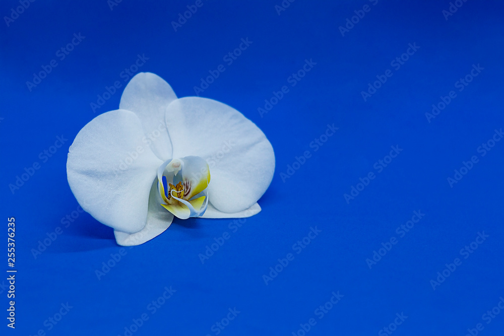 White orchid phalaenopsis on blue background. Copy space