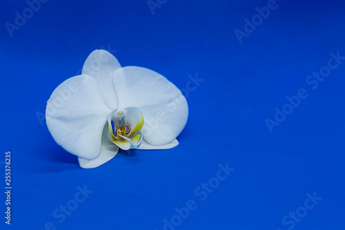Obraz na płótnie White orchid phalaenopsis on blue background. Copy space w salonie
