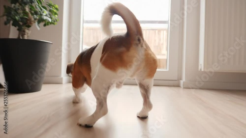 Small funny pet dog at home run the parquet floor and jump on a couch with pregnant woman