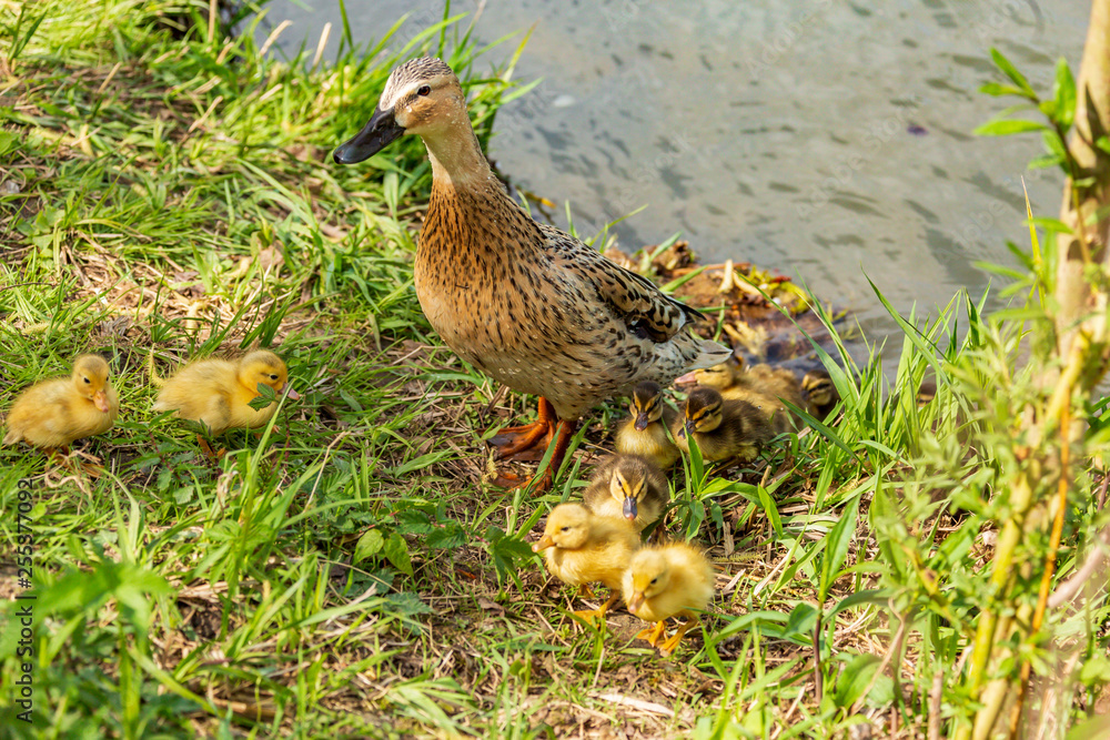 junge enten junge enten
