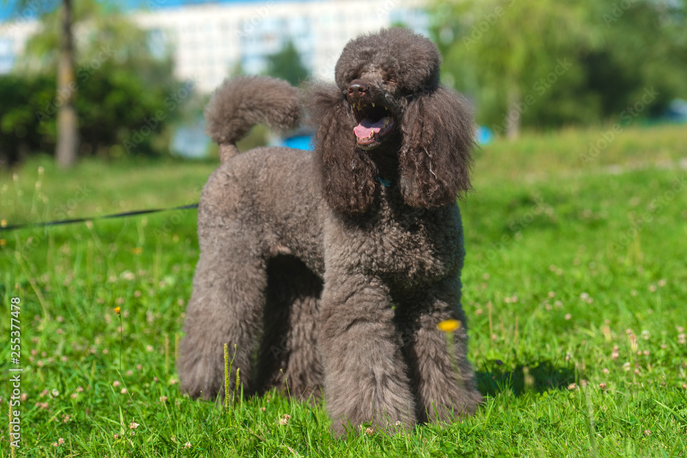 brown royal poodle in the summer