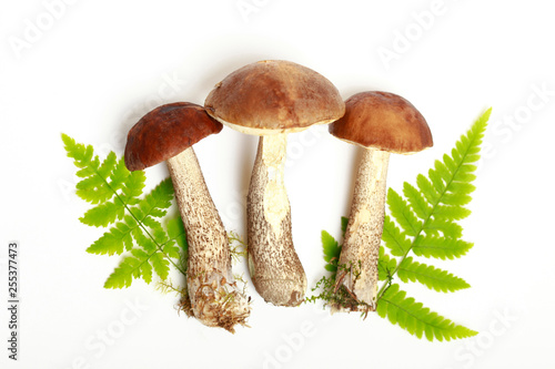 mushrooms and leaves of fern on a white background