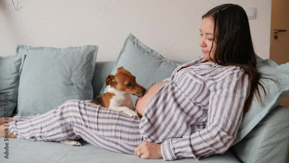 Small cute pet dog tender love licking tongue a belly of young pregnant woman at home Small cute pet dog tender love licking tongue a belly of young pregnant woman at home