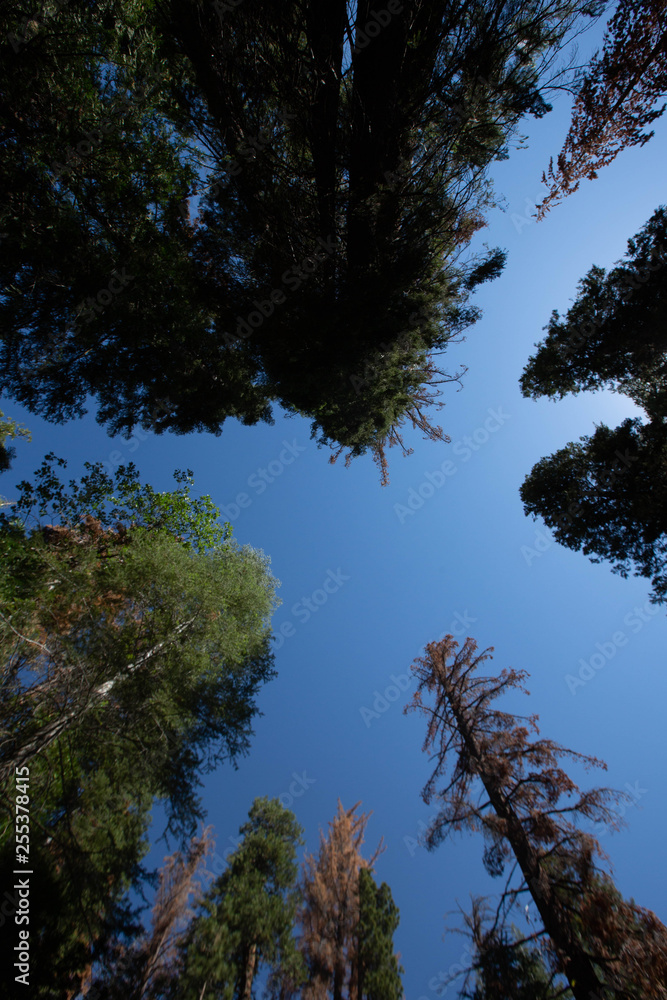 trees and blue sky trees and blue sky