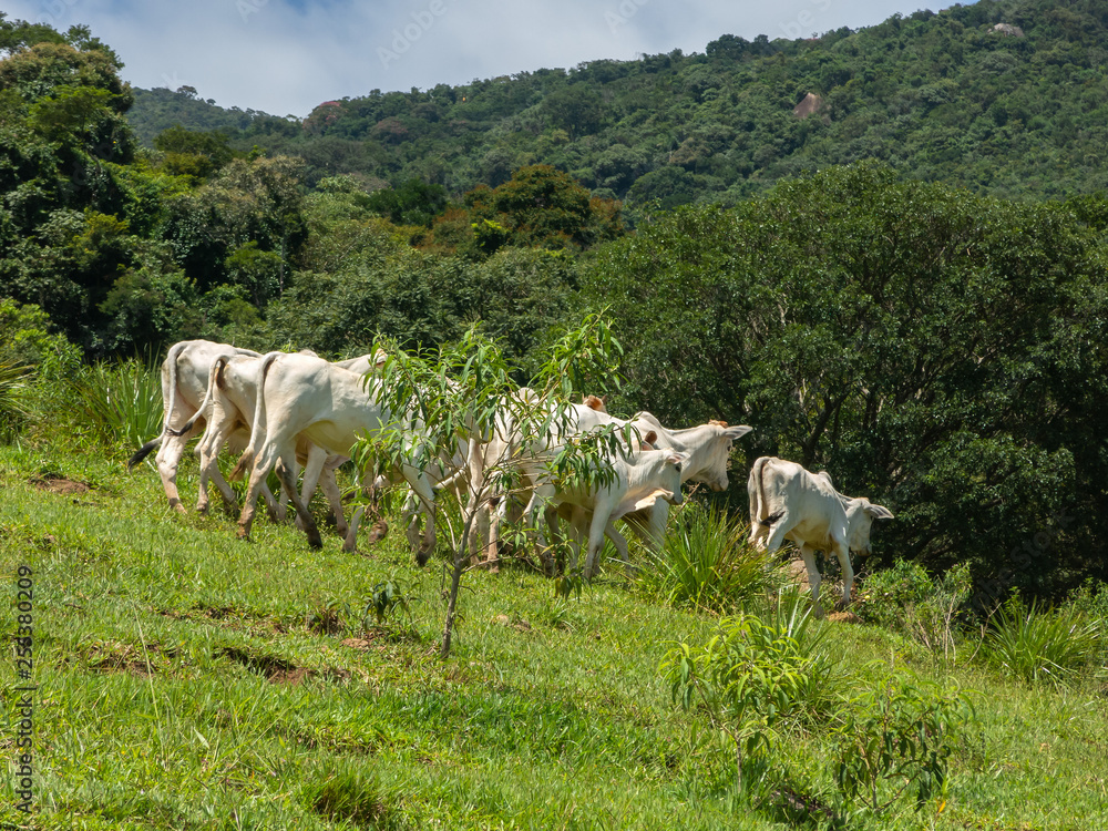 Oxen living free in the filed - livestock cattle Oxen living free in the filed - livestock cattle