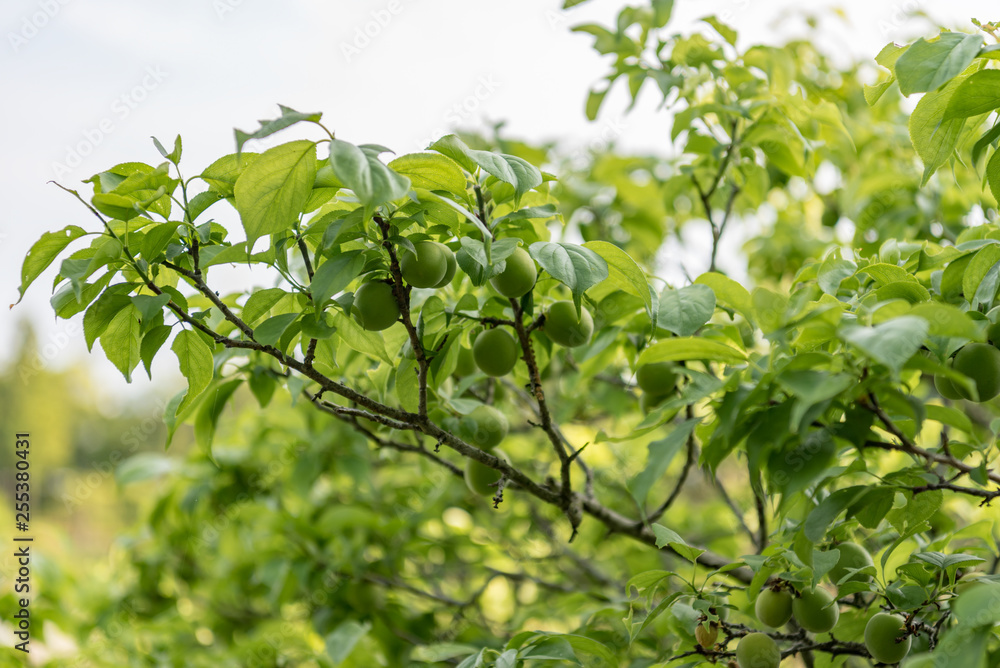 Japanese apricot fruit, Young fruits of Ume, on the branch