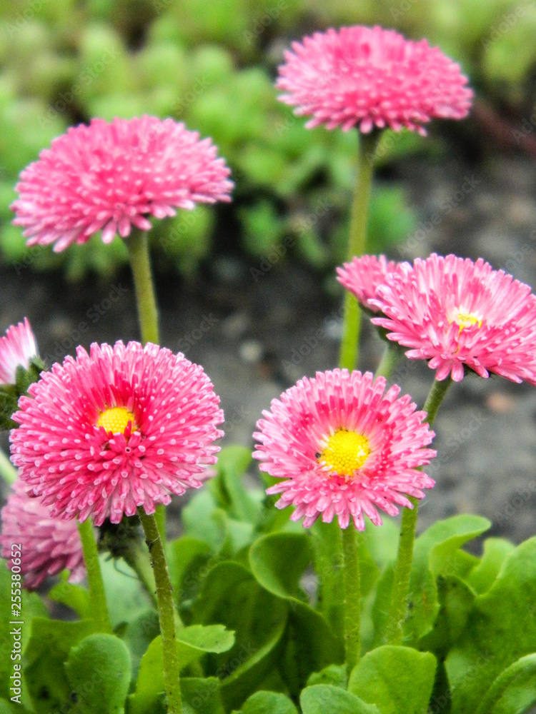 flower, pink, nature, garden, flowers, plant, green, daisy, spring, bloom, blossom, flora, summer, red, beauty, purple, field, floral, beautiful, petal, macro, yellow, white, aster, blooming flower, pink, nature, garden, flowers, plant, green, daisy, spring, bloom, blossom, flora, summer, red, beauty, purple, field, floral, beautiful, petal, macro, yellow, white, aster, blooming