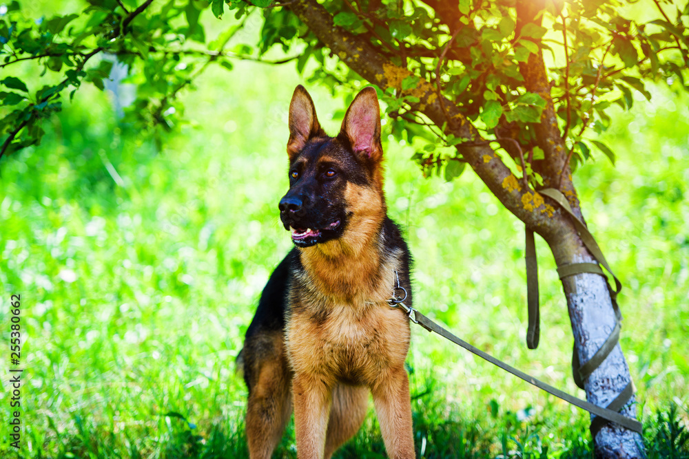 german shepherd on green grass german shepherd on green grass