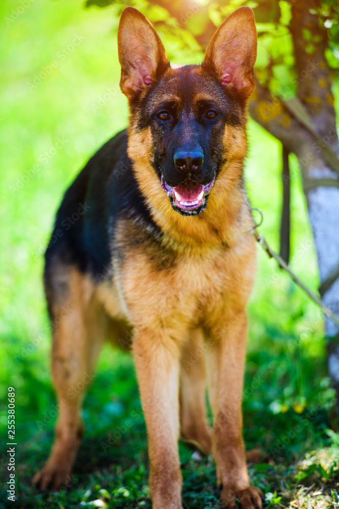 german shepherd on green grass