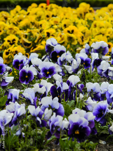 flower, nature, purple, plant, garden, spring, flowers, green, blue, violet, bloom, blossom, summer, flora, beauty, field, floral, lavender, pink, meadow, petal, grass, iris, viola, blooming