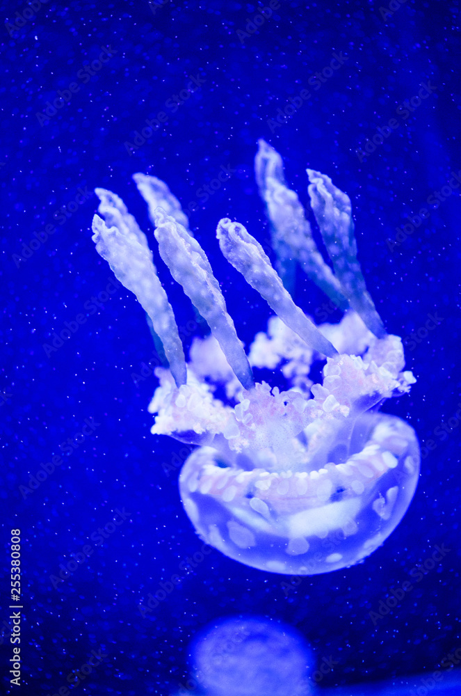 Beautiful jellyfish, medusa in the neon light with the fishes. Underwater life in ocean jellyfish. exciting and cosmic sight Beautiful jellyfish, medusa in the neon light with the fishes. Underwater life in ocean jellyfish. exciting and cosmic sight