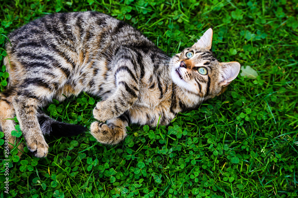 cat with amazing eyes on green grass cat with amazing eyes on green grass