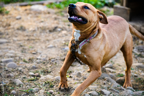 Happy Pit Bull Terrier. Smiling dog. Best friend