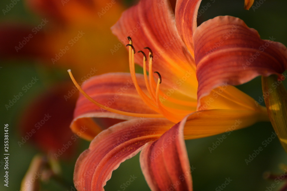 Obraz premium Orange Daylily