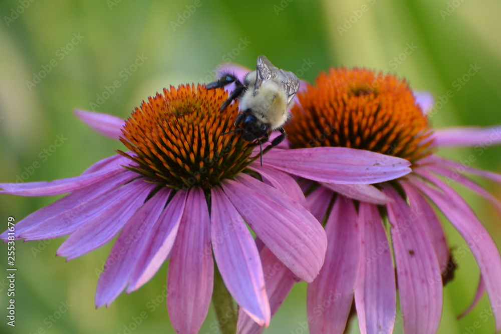 Echinacea Purpurea Eastern Purple Coneflower with Bees Echinacea Purpurea Eastern Purple Coneflower with Bees
