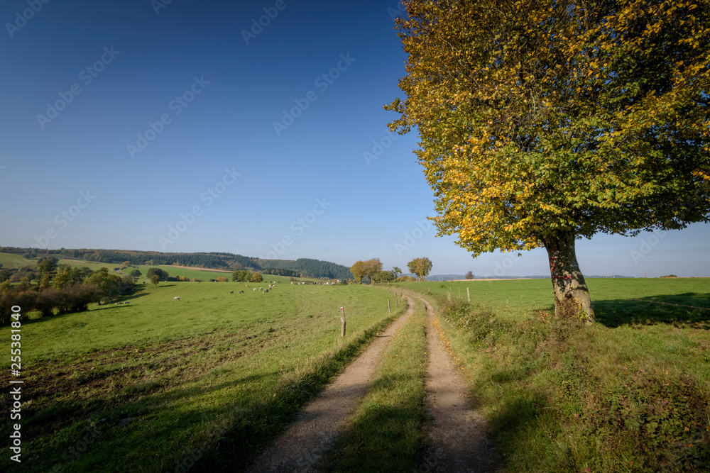 Fototapeta premium Ardennes landscape with fields and cows and dirt road leading into it