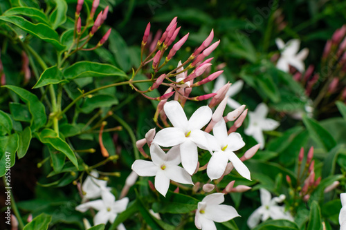 Obraz na plátně Jasmine flower (Jasminum officinale), blooming with green leaves background