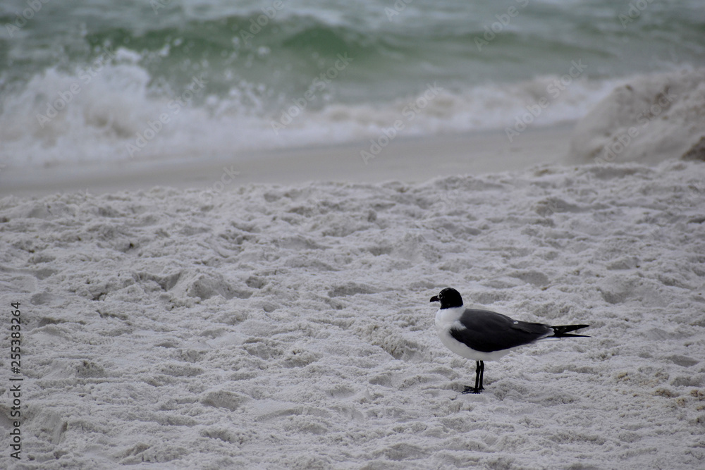 seagull on the beach in florida seagull on the beach in florida