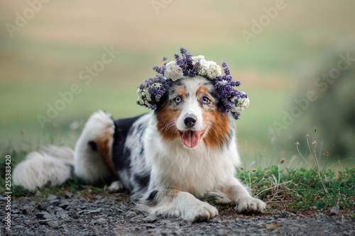 dog lies in the flower. Pet outdoors in the spring. Australian shepherd flower wreath on the dog's head