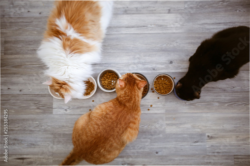 Canvas Print colored cats eat from bowls on laminate, top view