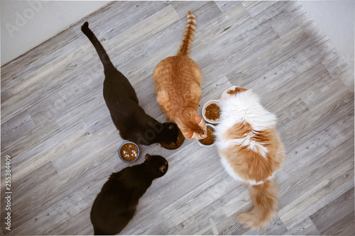 colored cats eat from bowls on laminate, top view