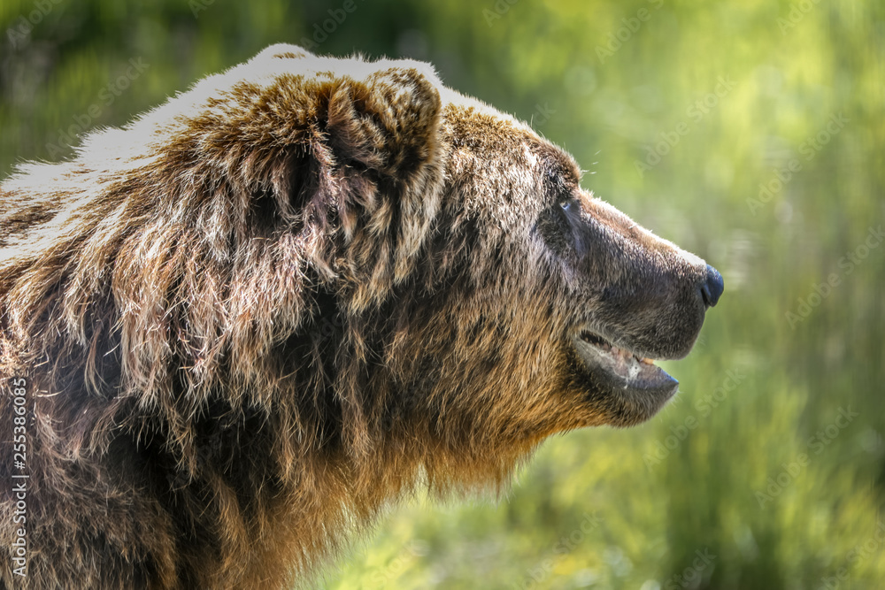 Close up head shot brown baer, Alaska Close up head shot brown baer, Alaska