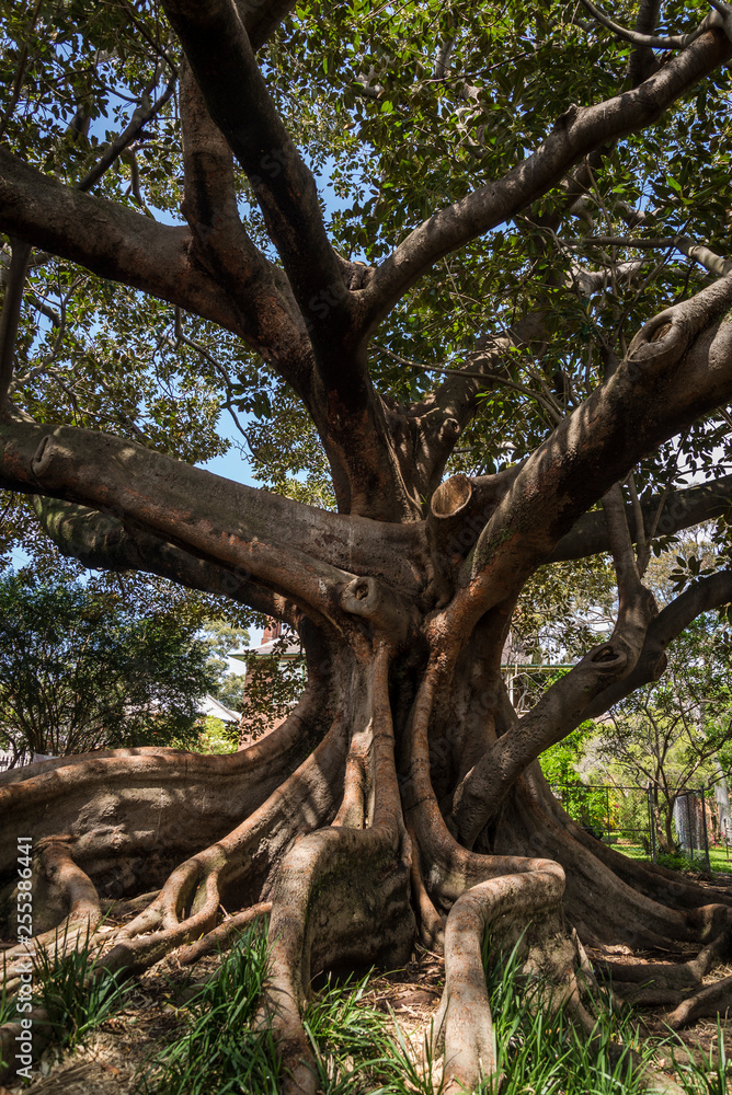 Moreton Bay Fig tree, Camperdown Cemetery, a historic cemetery located on Church Street in Newtown inner suburb, Sydney, NSW, Australia Moreton Bay Fig tree, Camperdown Cemetery, a historic cemetery located on Church Street in Newtown inner suburb, Sydney, NSW, Australia