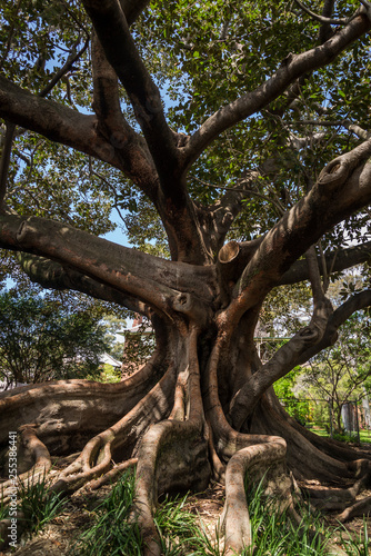 Moreton Bay Fig tree, Camperdown Cemetery, a historic cemetery located on Church Street in Newtown inner suburb, Sydney, NSW, Australia