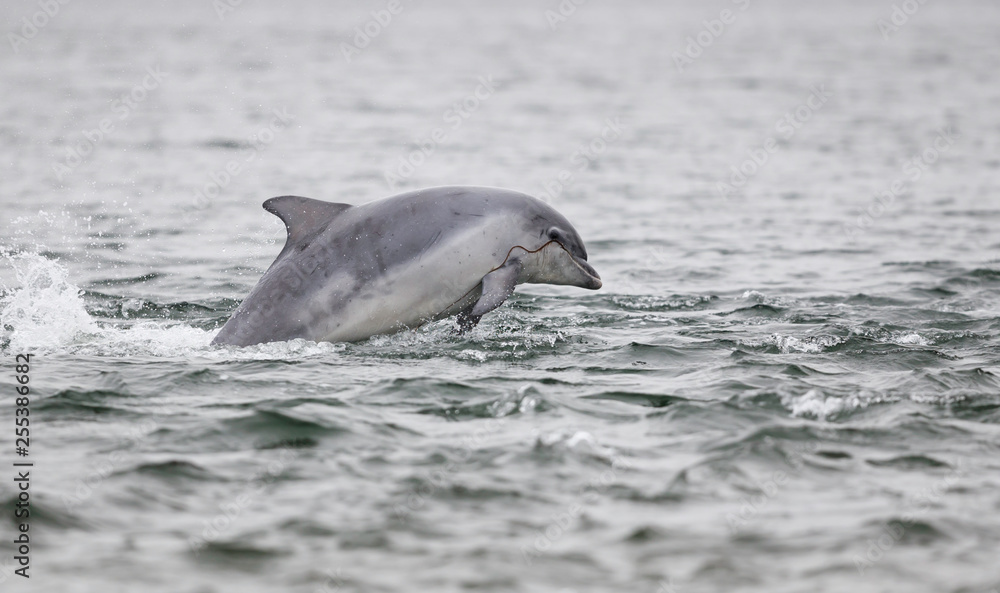 Obraz premium Happy, playful wild dolphins breaching and jumping out of water while hunting for migrating atlantic salmon