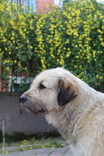 A white dog with yellow flowers 