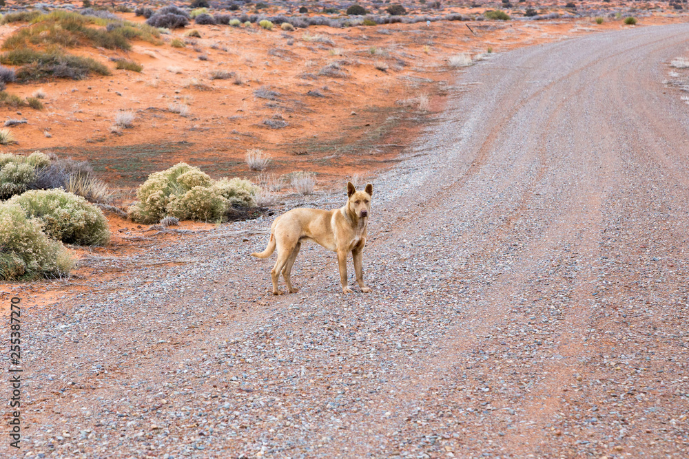Yellow mixed-raced stray dog standing on dirt road staring, Monument Valley  Navajo Tribal Park, Utah-Arizona border Stock Photo | Adobe Stock