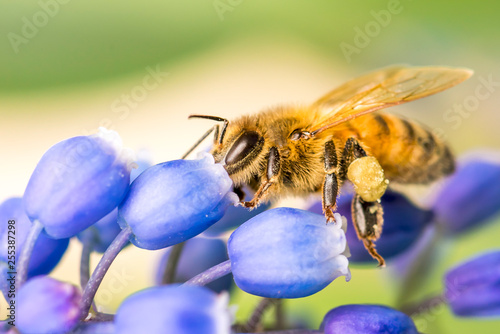 Bee on a flower collecting pollen © Xstoria