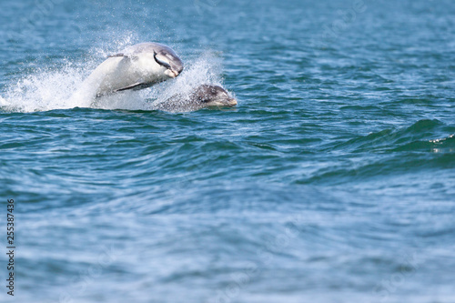 Happy  playful wild dolphins breaching and jumping out of water while hunting for migrating atlantic salmon