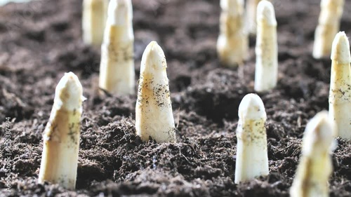 Agriculture, farming. Fresh asparagus. Vegetarian healthy food. Growth harvest. Green asparagus