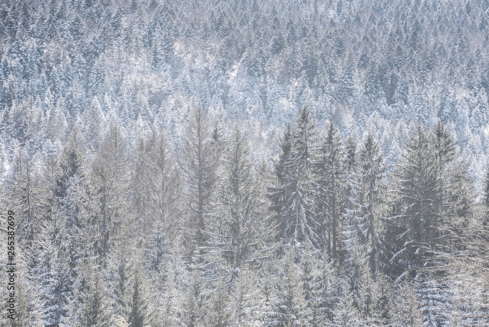mountain fir woods. pine forest background mountain fir woods. pine forest background