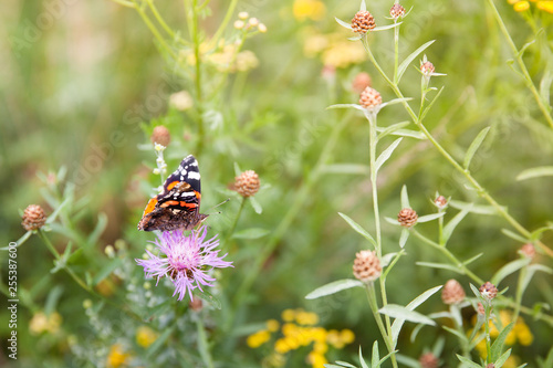 Beautiful butterfly on a flower.
