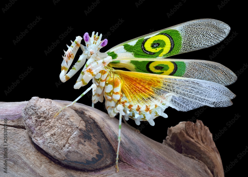 Pseudocreobotra wahlbergii male mantis show wings - obrazy, fototapety, plakaty 