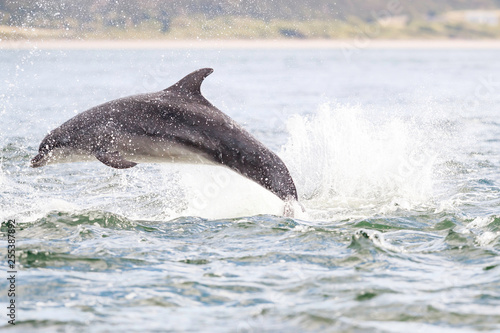Happy  playful wild dolphins breaching and jumping out of water while hunting for migrating atlantic salmon