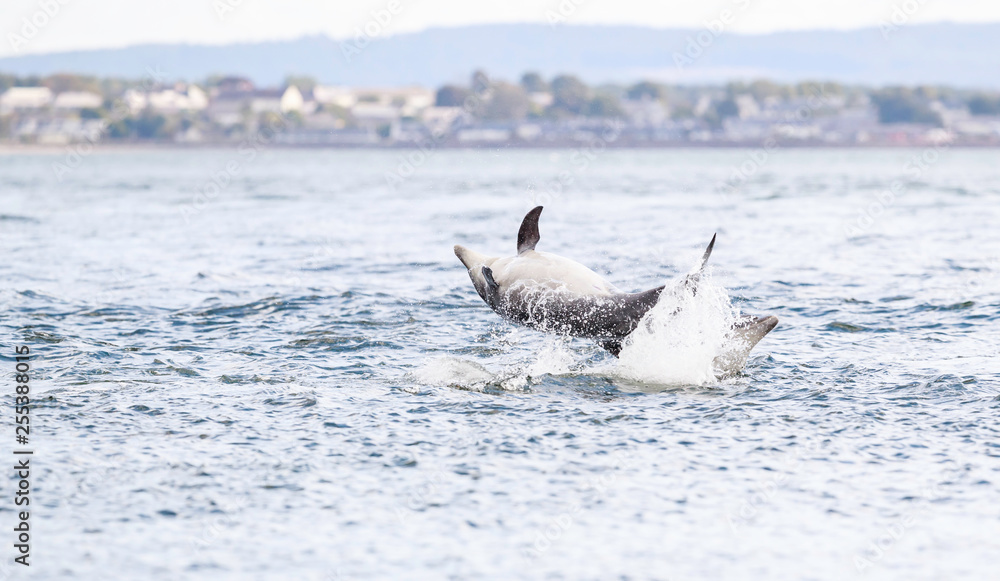 Fototapeta premium Happy, playful wild dolphins breaching and jumping out of water while hunting for migrating atlantic salmon