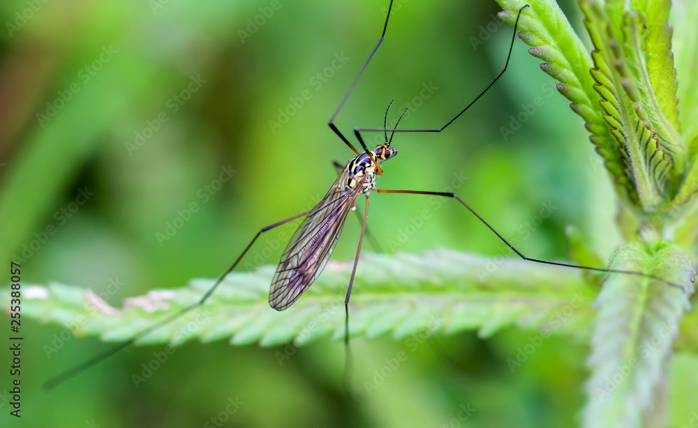 mosquito closeup portrait sitting on green leaf background mosquito closeup portrait sitting on green leaf background