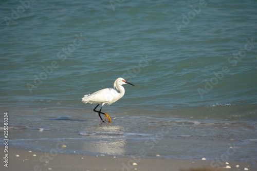 Tropical shore bird wading in the Gulf of Mexico water along a Florida Beach