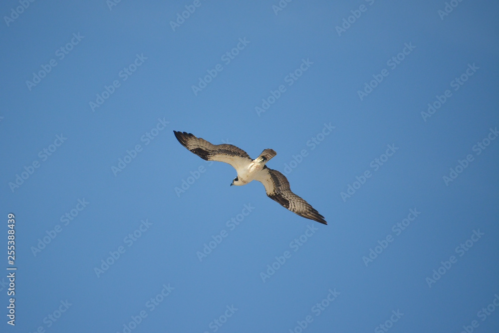 Osprey soaring through the sky in Florida. Osprey soaring through the sky in Florida.