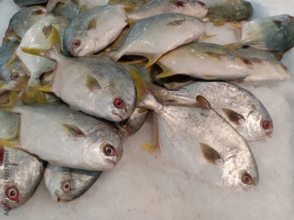 fresh fish5 fresh fish5