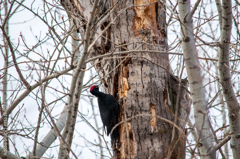 woodpecker sitting on the tree and produces his own food woodpecker sitting on the tree and produces his own food
