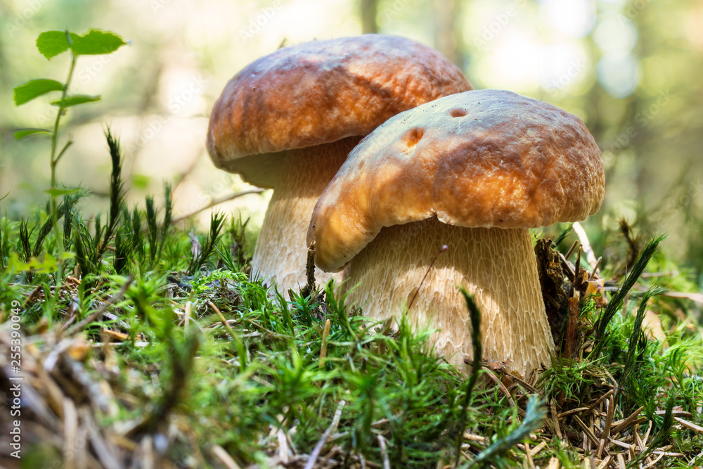 Mushrooms in Forest Boletus Edulis. Edible Fungus on Ground with Moss. Mushrooms in Forest Boletus Edulis. Edible Fungus on Ground with Moss.