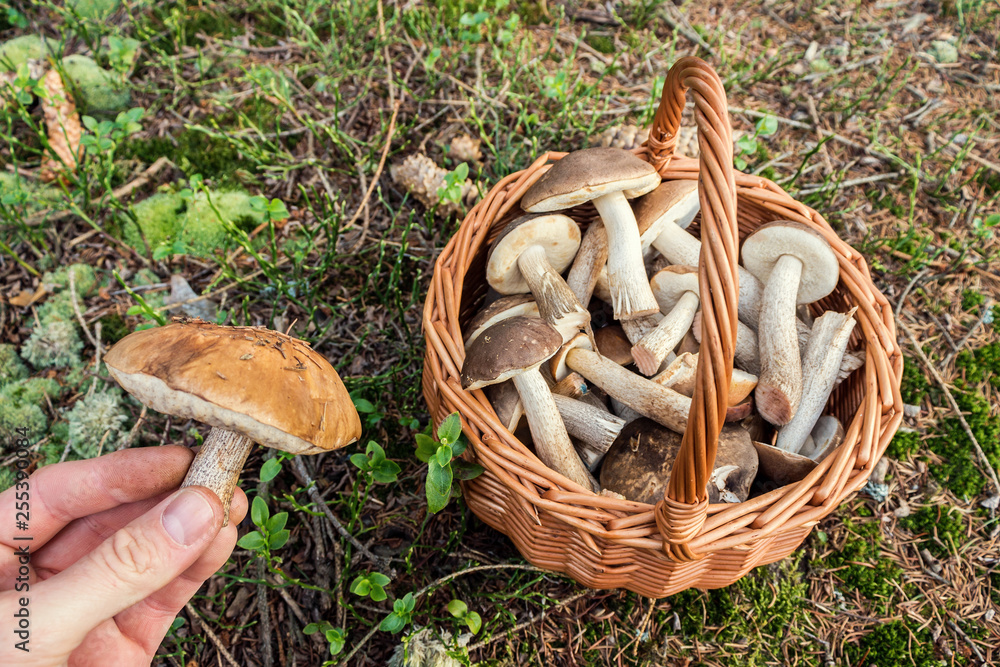Raw Leccinum Scabrum Mushrooms in Basket on Ground with Mushroom on Human Hand Raw Leccinum Scabrum Mushrooms in Basket on Ground with Mushroom on Human Hand